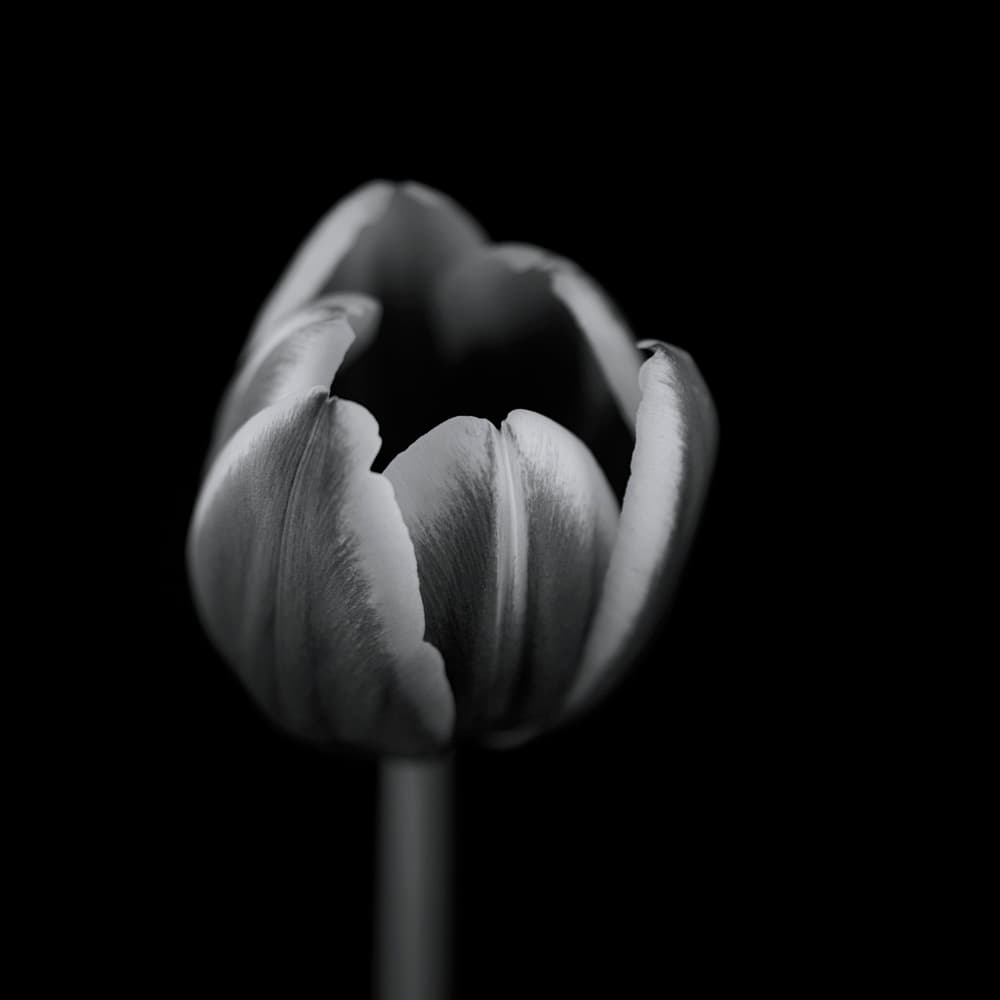 Monochrome Tulip Bloom by Lotte Grønkjær — canvas wall art