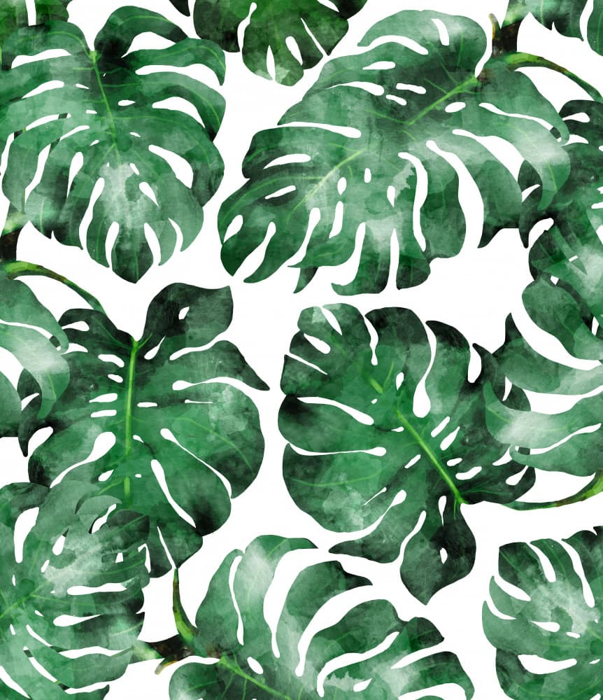 Lush Tropical Monstera Leaves by Uma Gokhale — canvas wall art