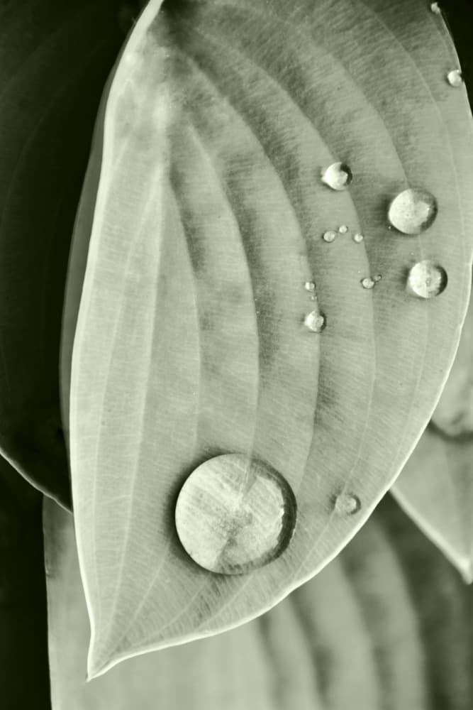 Morning Dew Leaf by Christina Sillen — canvas wall art