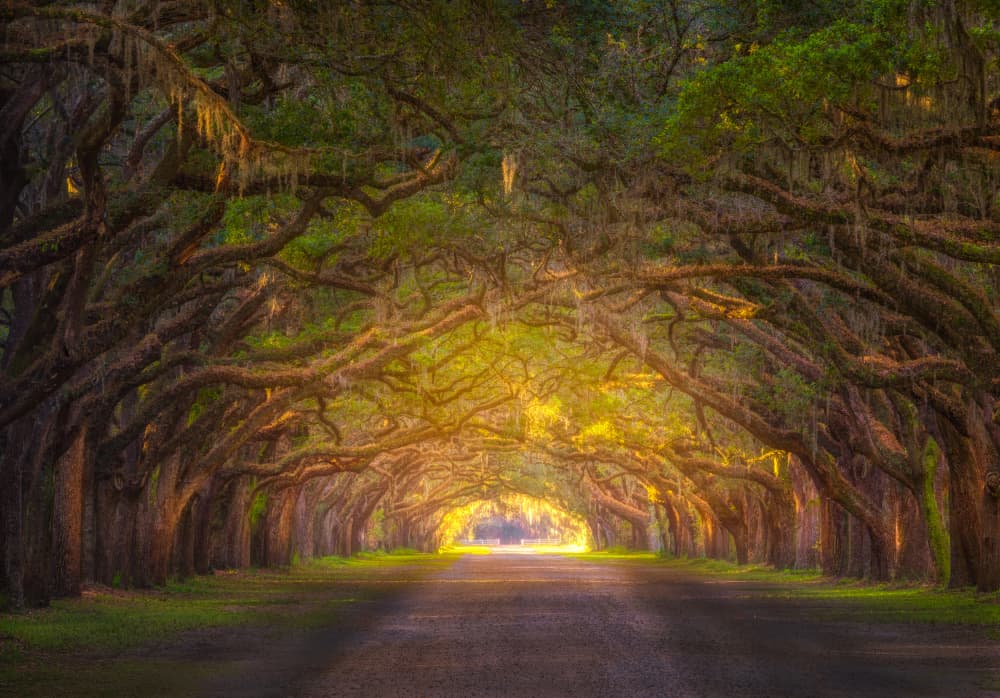 Southern Oak Avenue Light by YY DB — canvas wall art
