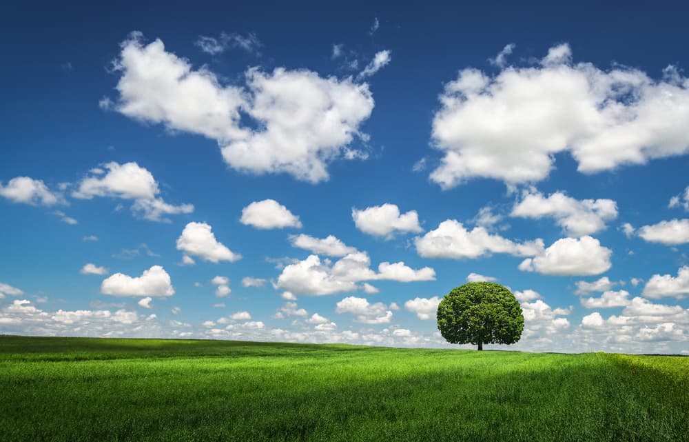 Green Field Blue Sky by Bess Hamiti — canvas wall art