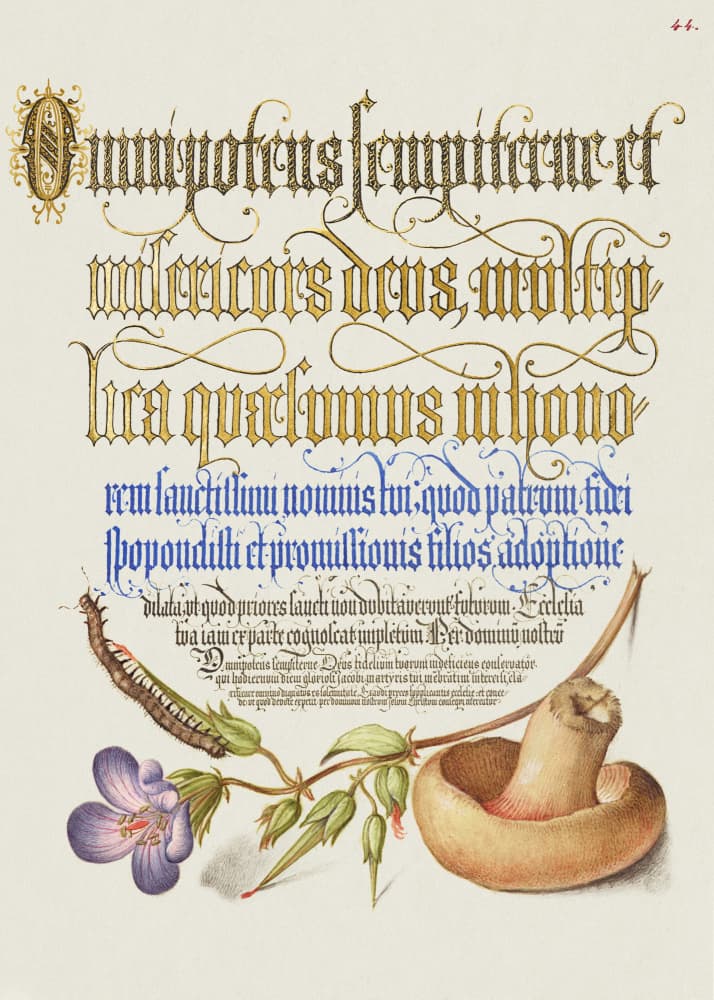 Mushroom Poster by Georg Bocskay and Joris Hoefnagel — canvas wall art