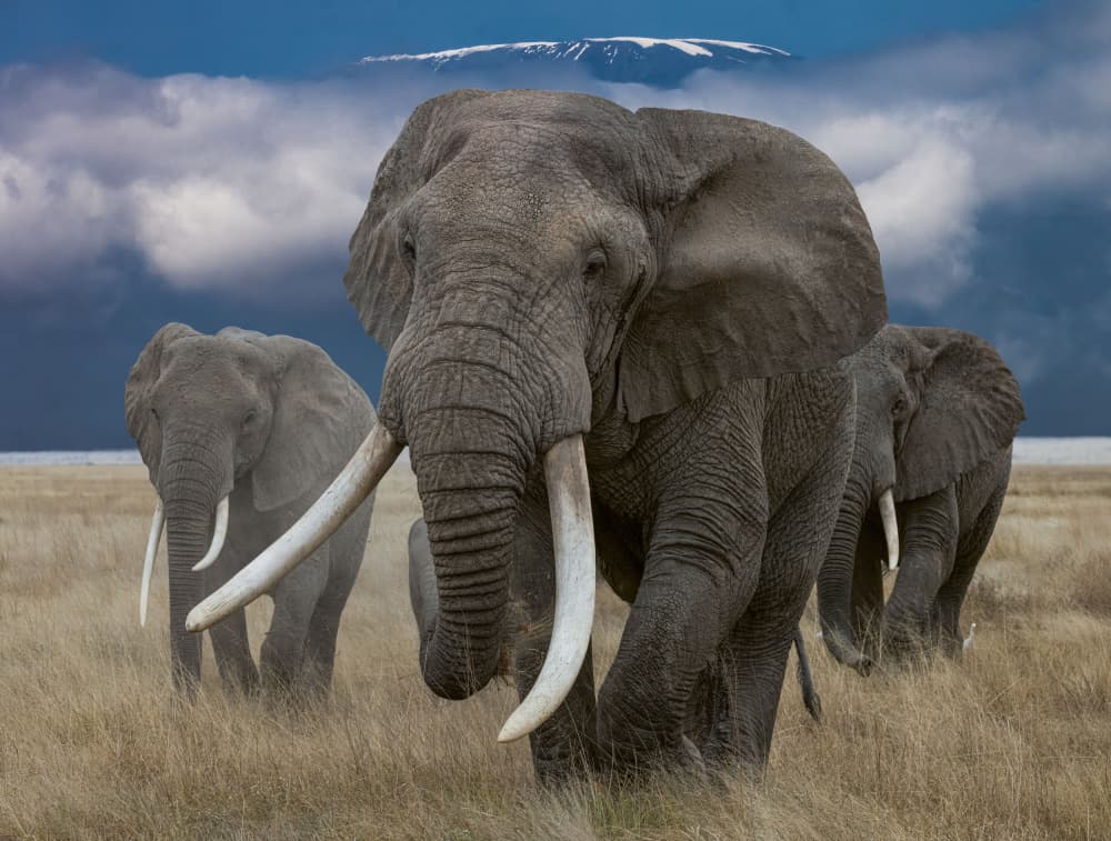 Wild Elephants Kilimanjaro by Hamza Qarooni — canvas wall art