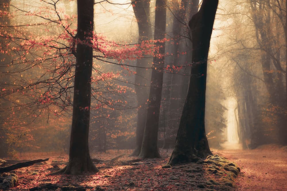 Misty Forest Path by Anton van Dongen — canvas wall art