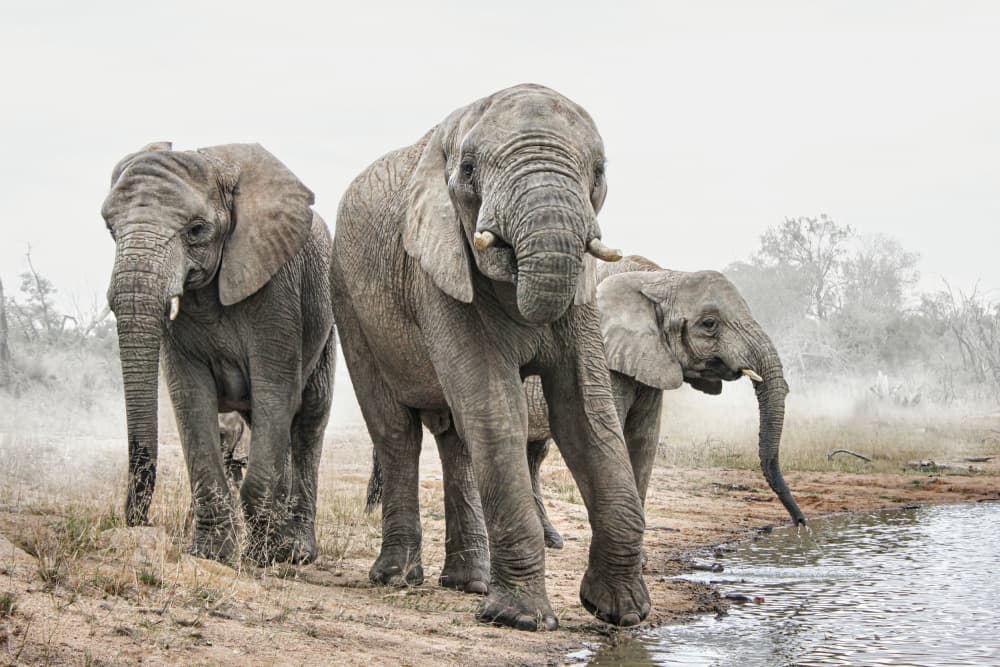 African Elephants Drinking by Gaby Grohovaz — canvas wall art