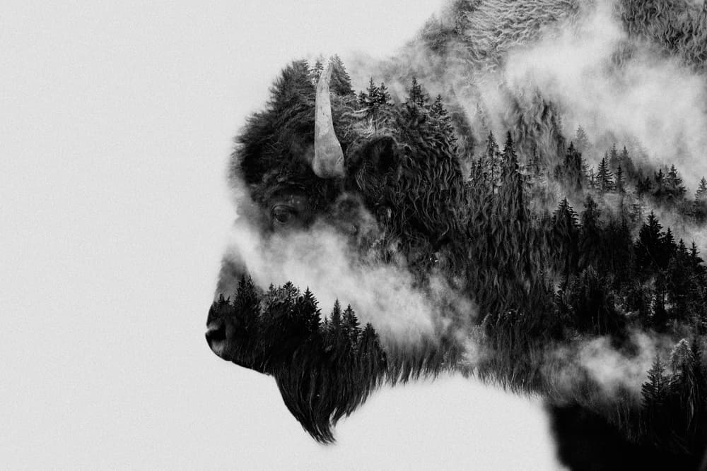 Forest Bison Spirit by Angyalosi Beáta — canvas wall art