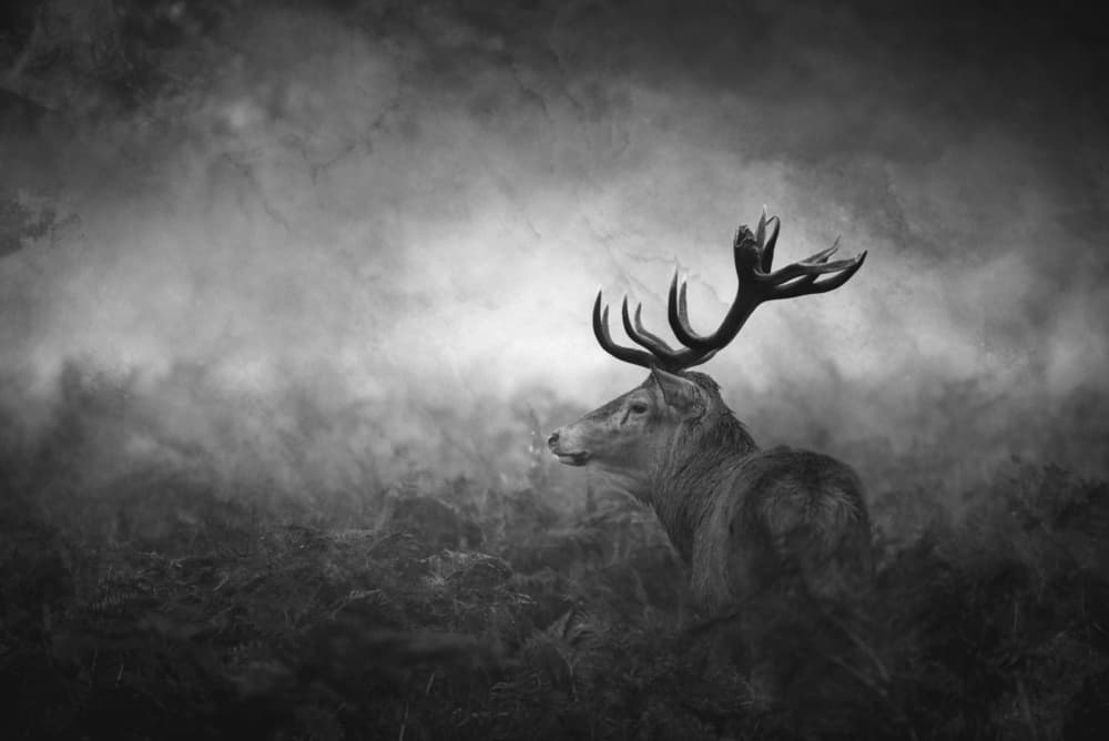 Regal Stag In Mist by Robert Fabrowski — canvas wall art