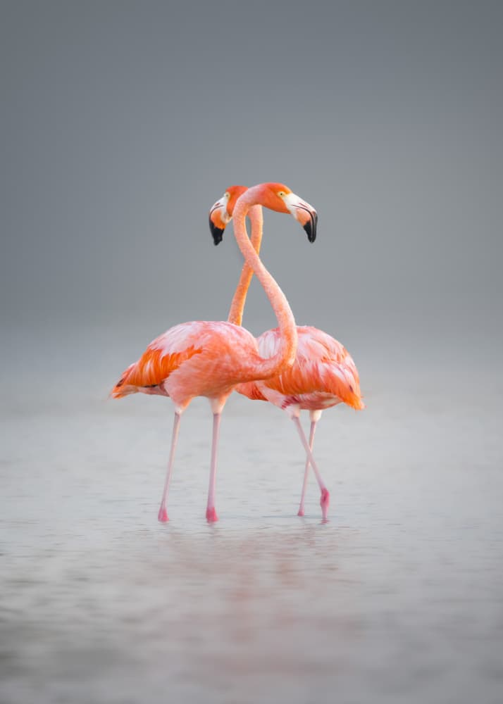 Flamingo Love Embrace by Li Ying — canvas wall art
