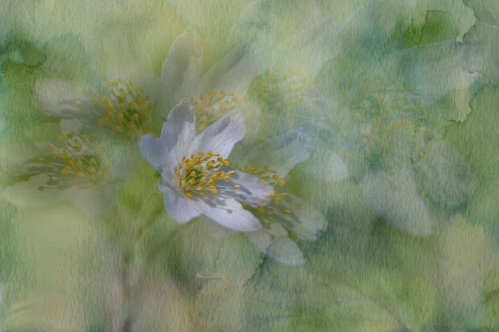 Dreamy Jasmine Blooms by Igor Kopcev — canvas wall art