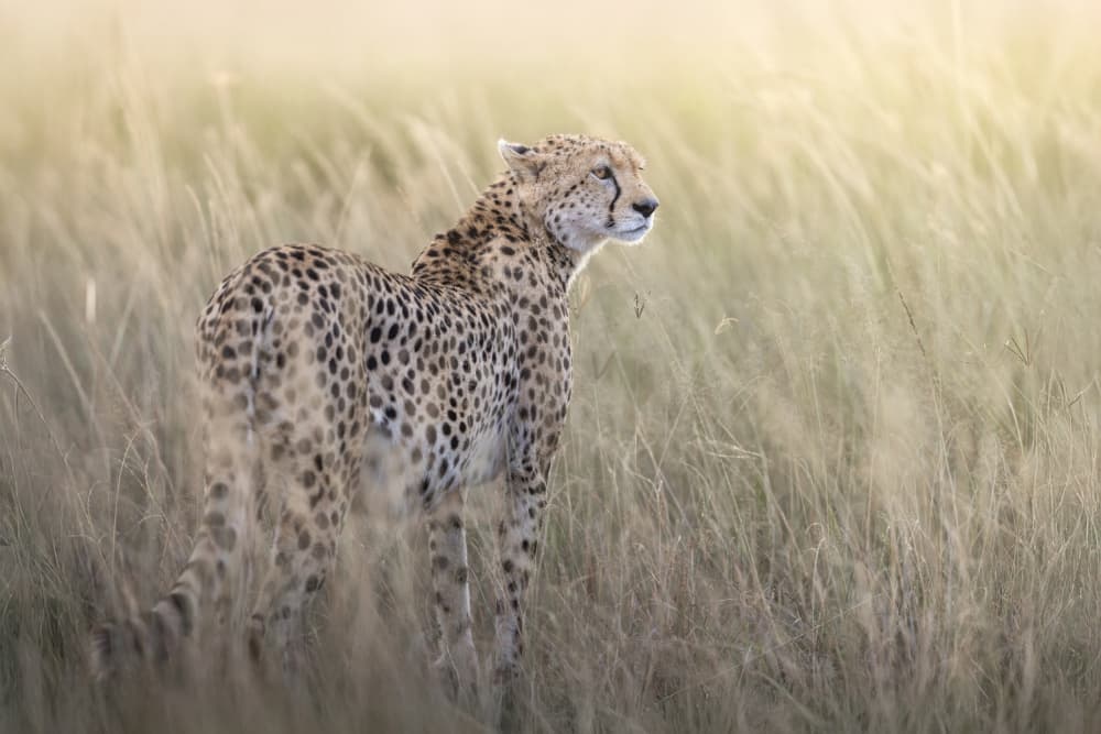 Cheetah in Golden Grass by Gustavo Costa — canvas wall art