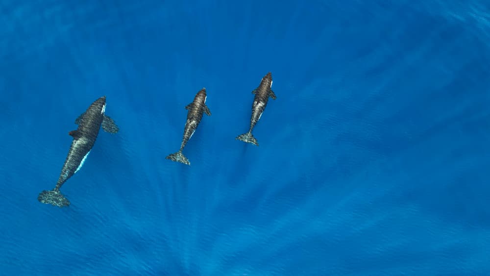 Whales In Blue Ocean by Serge Melesan — canvas wall art