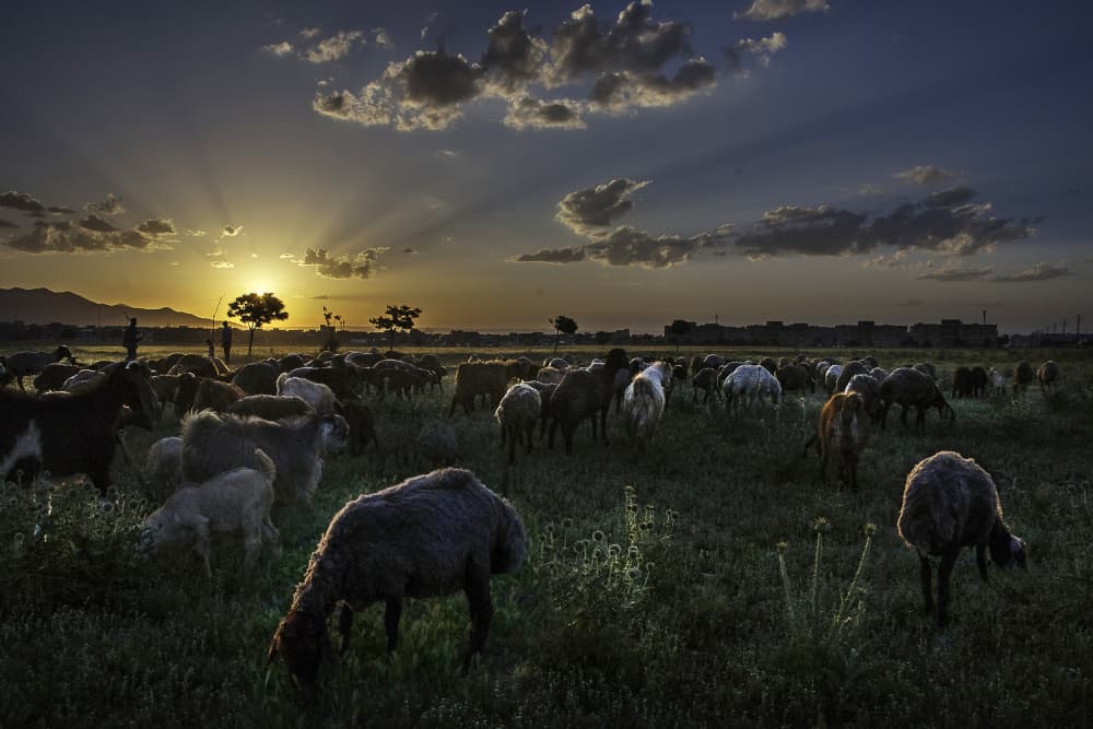 Golden Hour Grazing Sheep by Mitra Bahmani — canvas wall art