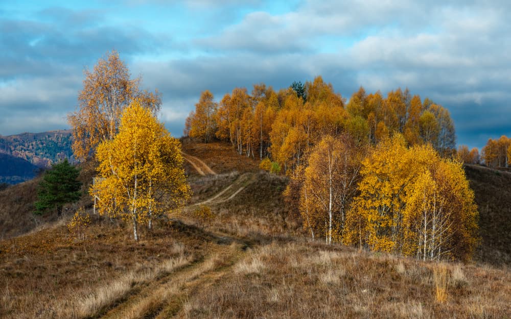 Golden Autumn Birches by Ovidiu Satmari — canvas wall art