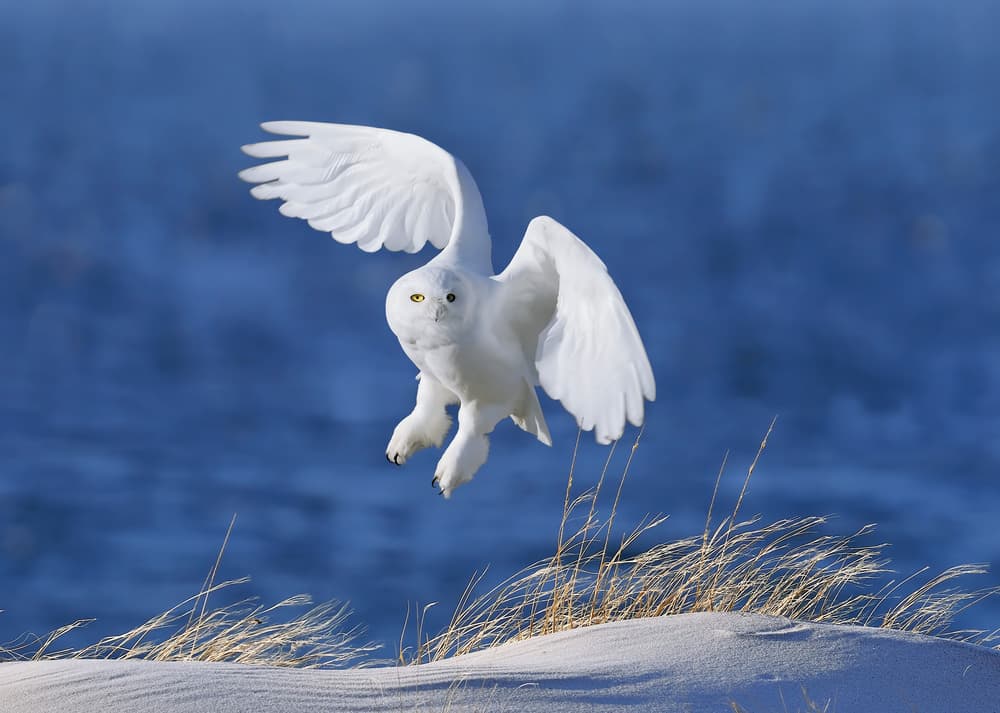 Snowy Owl in Flight by Wei Tang — canvas wall art