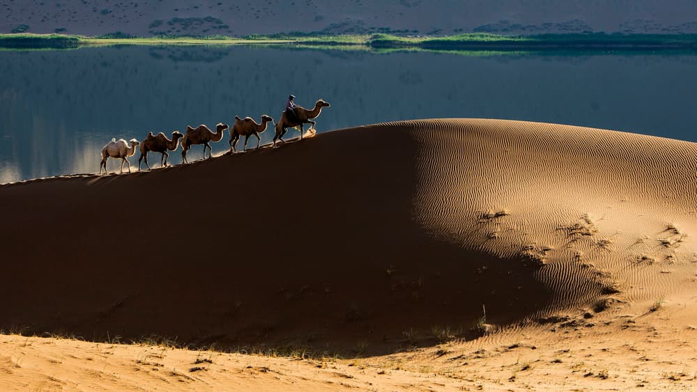 Golden Hour Desert Caravan by Shin Woo Ryu — canvas wall art