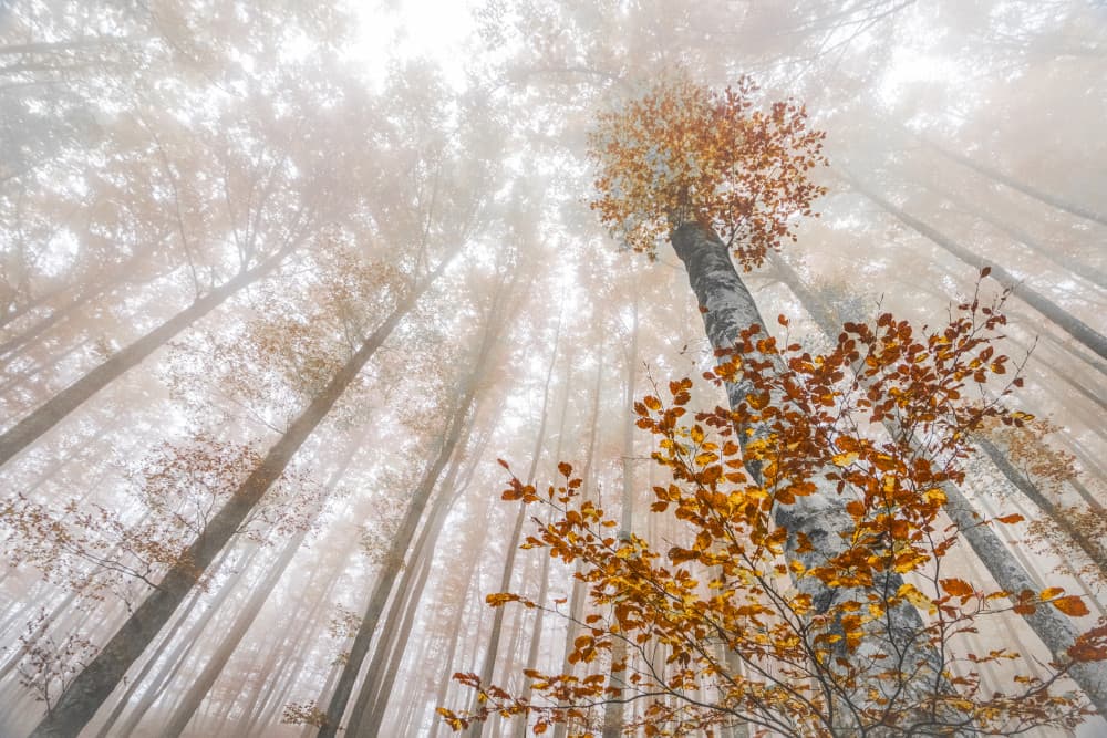 Golden Foggy Forest by Franco Ameli — canvas wall art