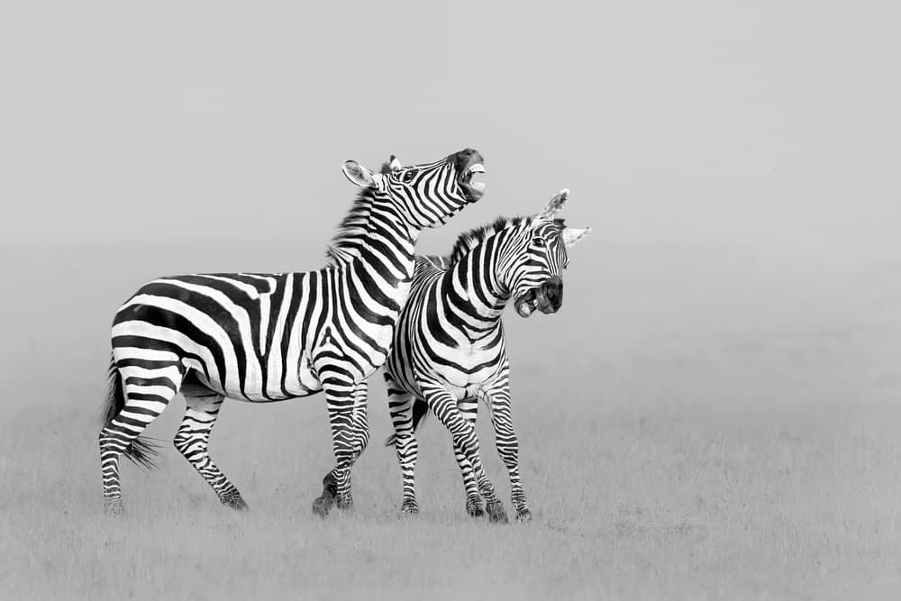 Playful Wild Zebras by Jun Zuo — canvas wall art