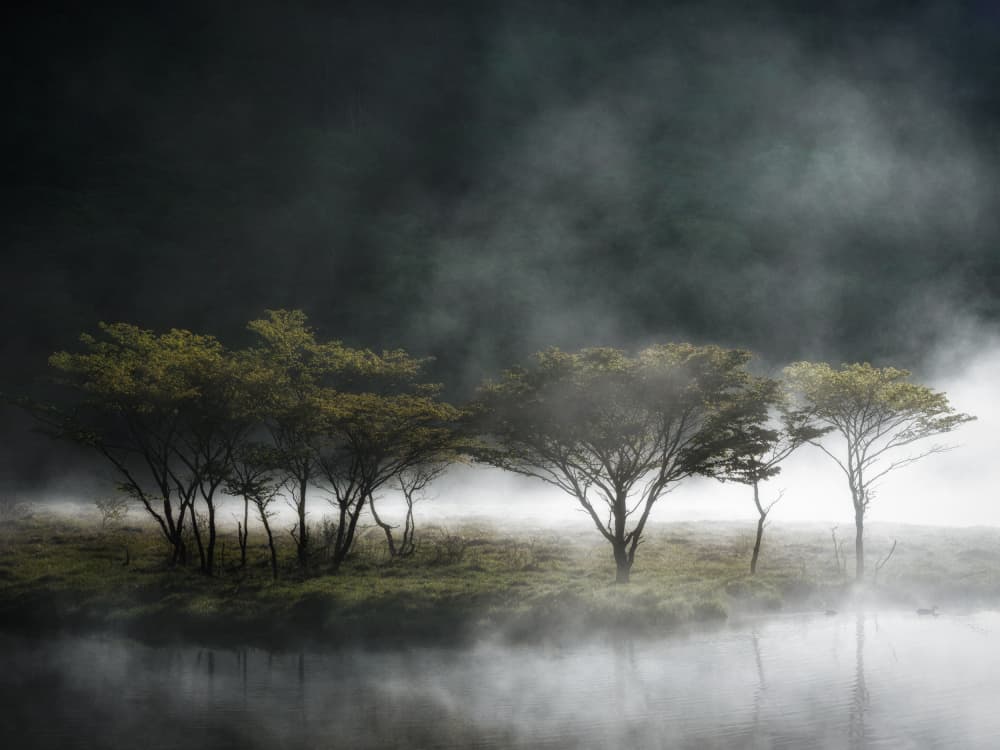 Misty Lake Trees by K_Tsunoda — canvas wall art