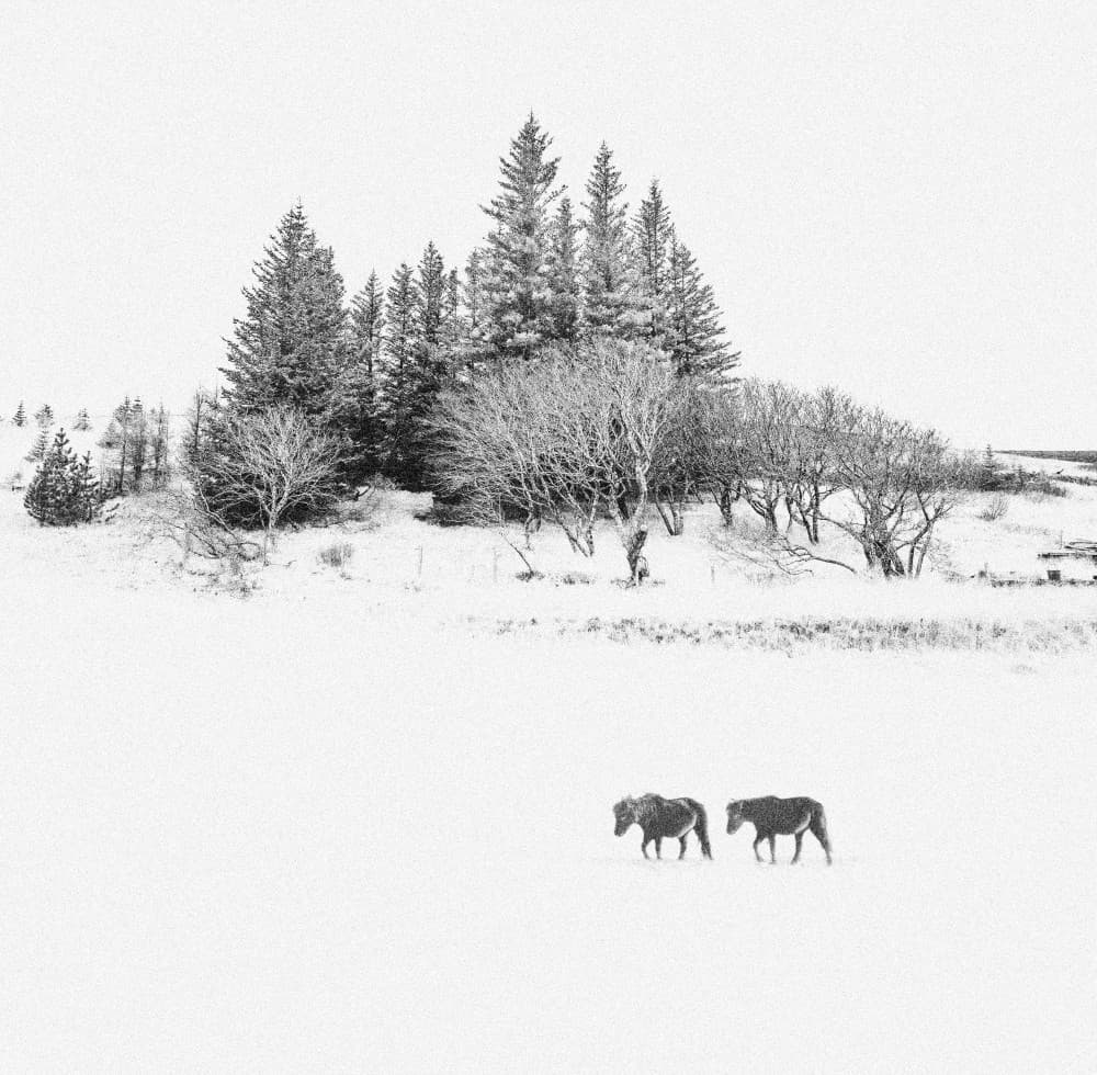 Two Horses Winter Snow by Bingo Z — canvas wall art