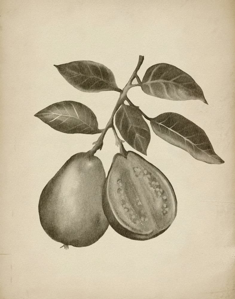 Guava Botanical Study by Josie George — canvas wall art