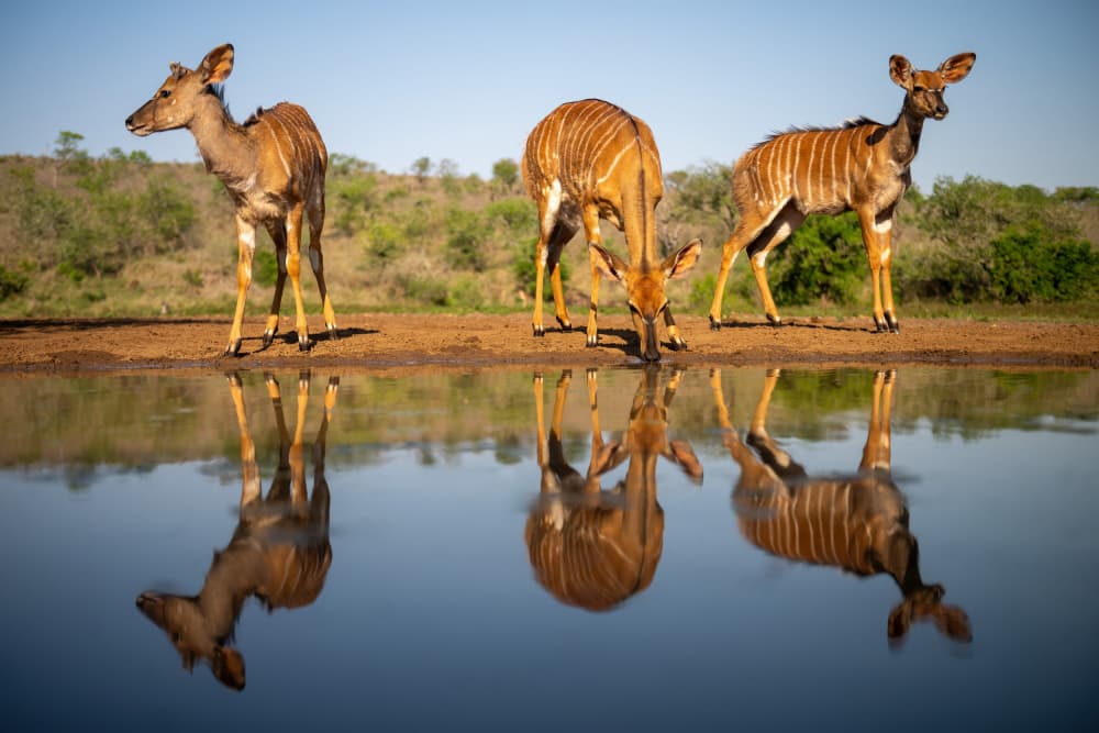 Nyala Water Reflections by Massimo Felici — canvas wall art