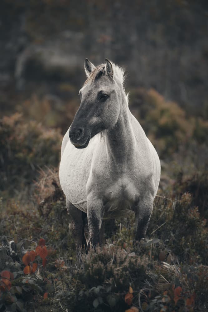 Solitary Wild Horse by Peter Schade — canvas wall art