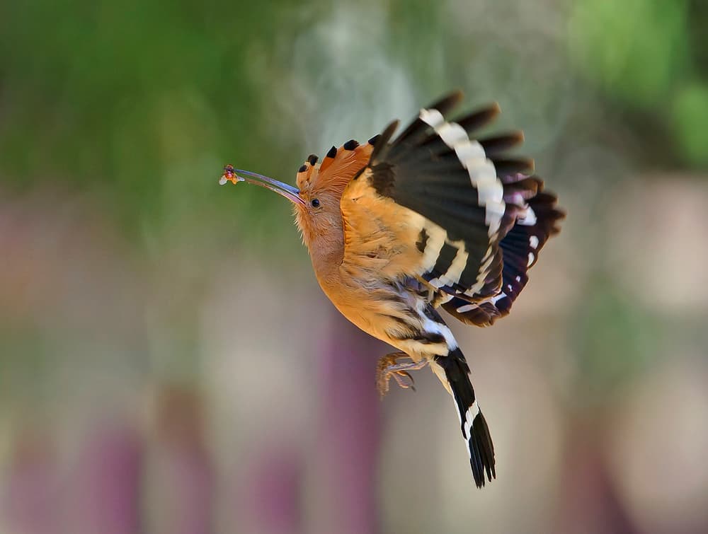 Hoopoe Bird in Flight by Shlomo Waldmann — canvas wall art