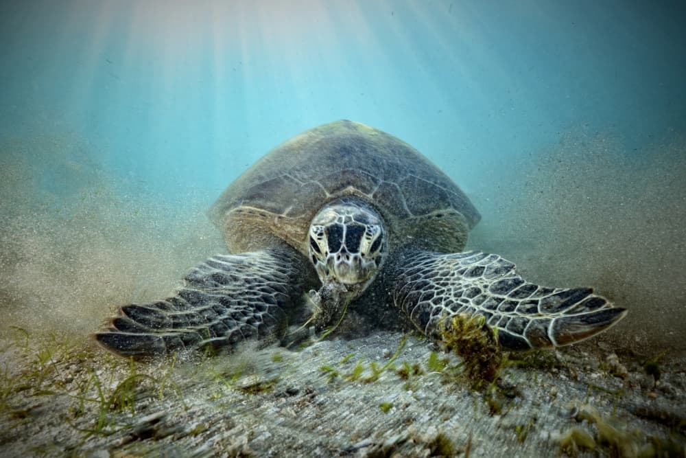 Serene Sea Turtle by Serge Melesan — canvas wall art