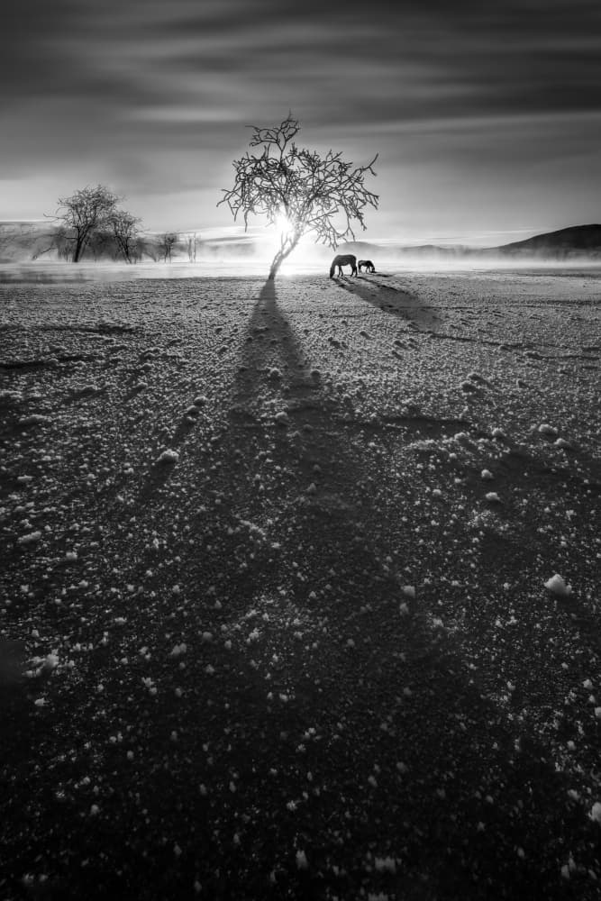 Winter Horses Tree Shadow by Songlin Xu — canvas wall art