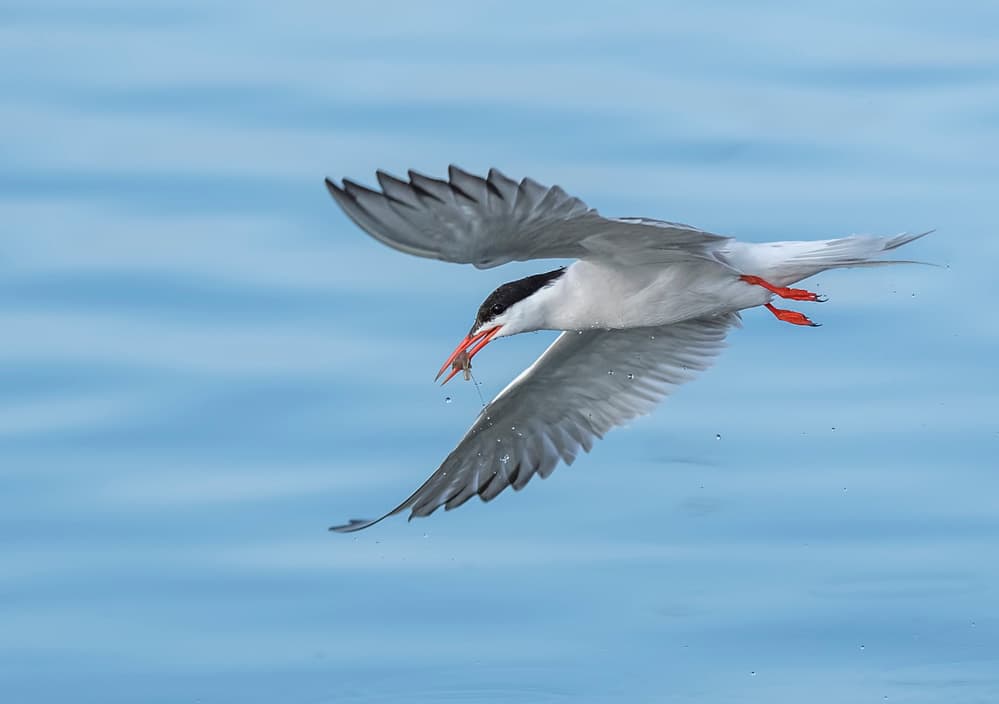 Tern Fishing Flight by Mallal Moshe — canvas wall art