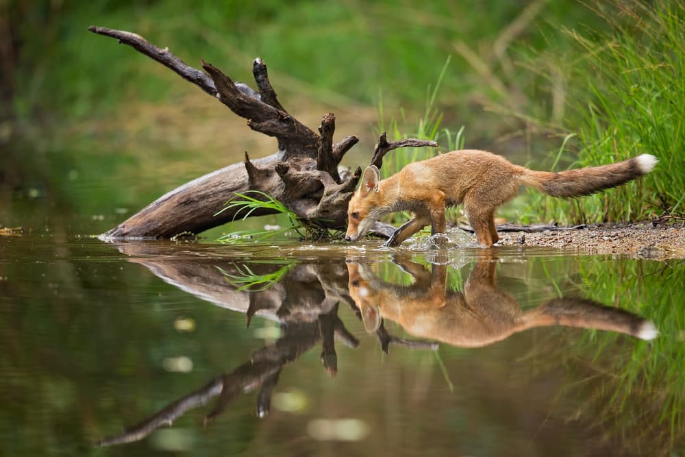 Red Fox Reflection by Milan Zygmunt — canvas wall art