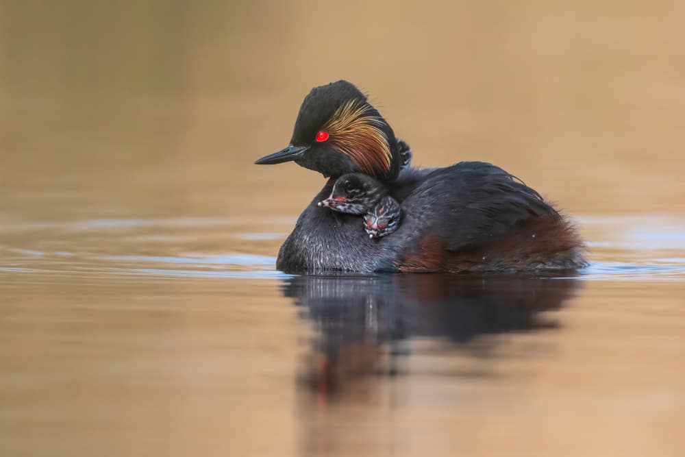 Grebe with Baby by Adrian Błaszczyk — canvas wall art