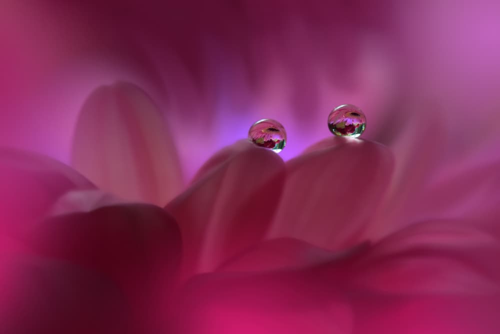 Magenta Petal Drops by Juliana Nan — canvas wall art