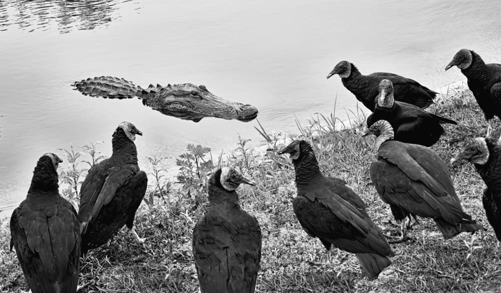 Swamp Predators Gathering by Jane Lyons — canvas wall art