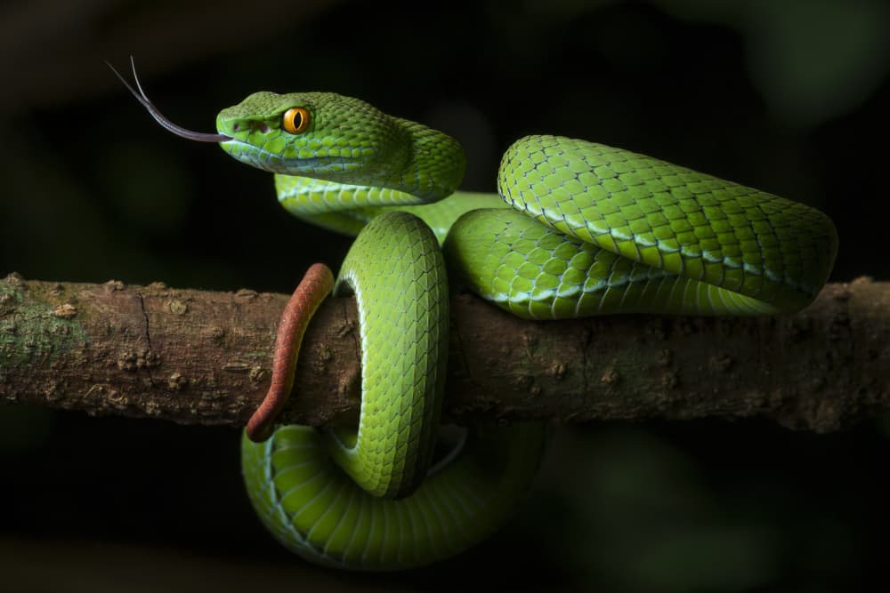Green Viper on Branch by Phat Dao Tan — canvas wall art