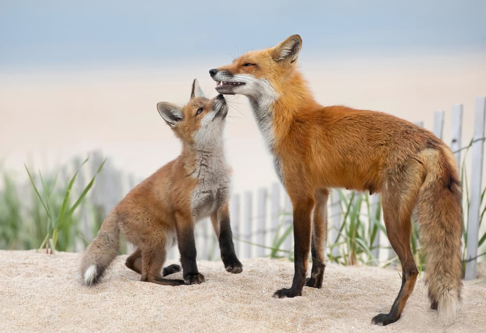 Red Fox Bond by Max Wang — canvas wall art