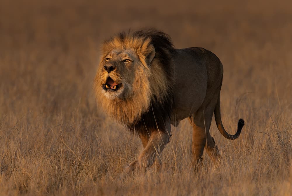 Roaring Golden Lion by Jannes Drotsky — canvas wall art