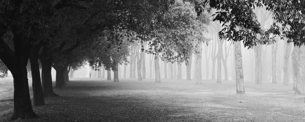Misty Tree Avenue by Matteo Chiarello — canvas wall art