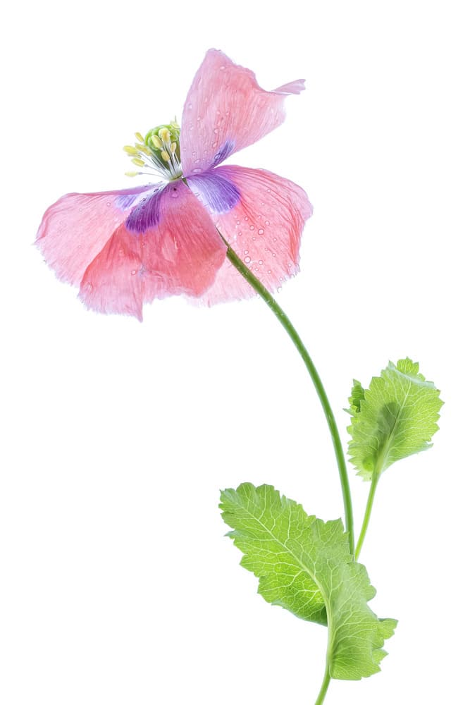 Poppy by Mandy Disher — canvas wall art
