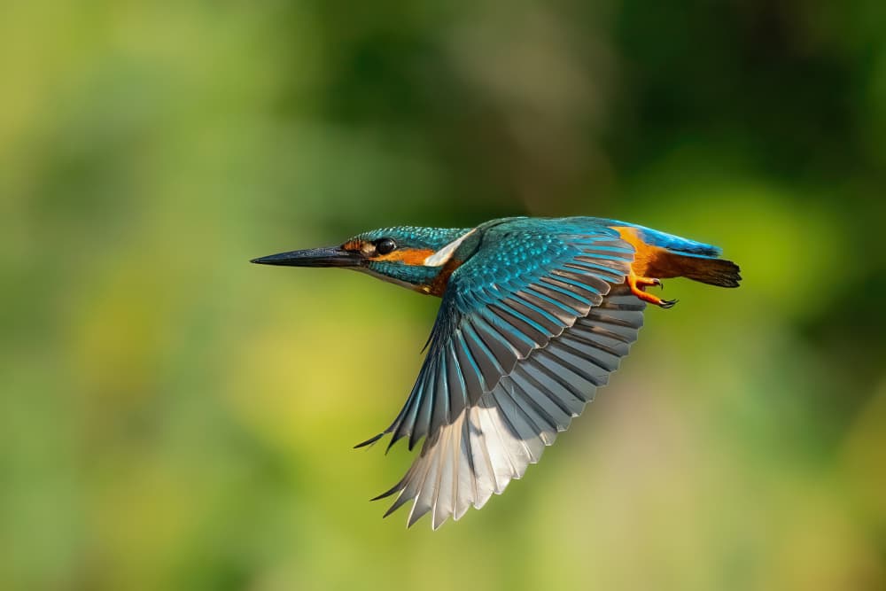 Graceful Kingfisher Flight by Guy Wilson — canvas wall art