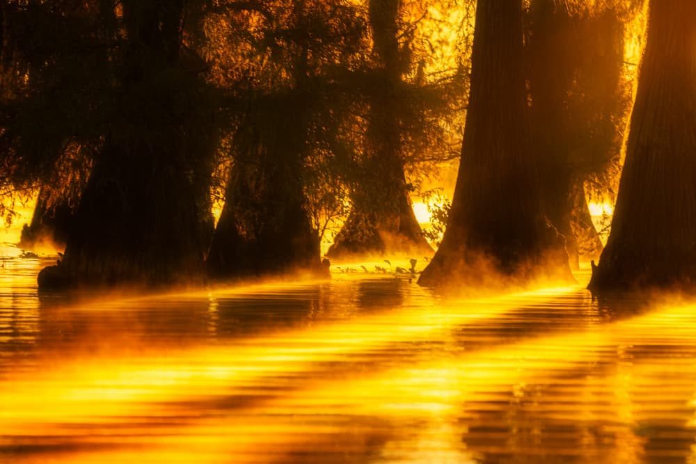 Golden Cypress Glow by Willa Wei — canvas wall art