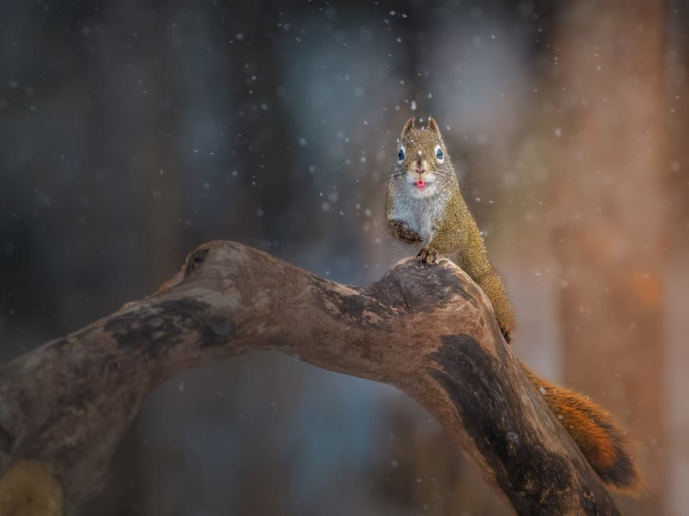 Curious Squirrel In Snow by Jacob (Jian) Xu — canvas wall art