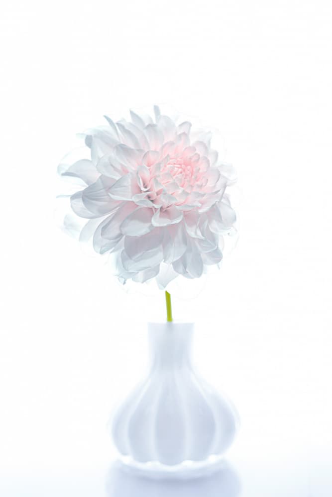 Delicate White Dahlia by Frank Ulrich Gandenberger — canvas wall art