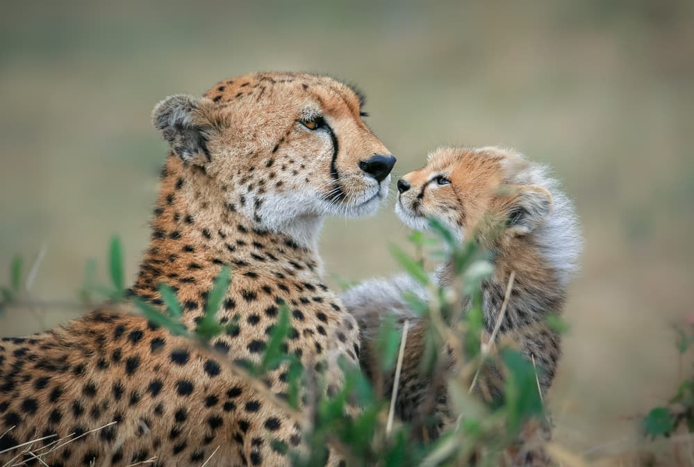 Cheetah Mother And Cub by Jeffrey C. Sink — canvas wall art