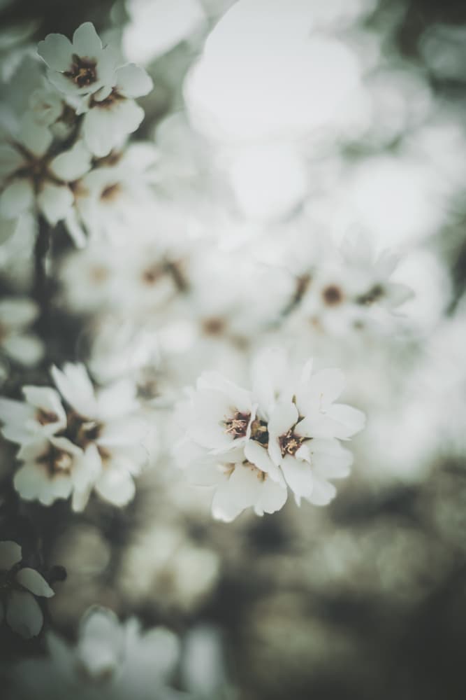 White Spring Blossoms by Tim Mossholder — canvas wall art
