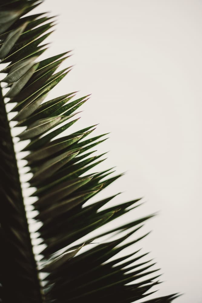 Tropical Palm Frond by Tim Mossholder — canvas wall art