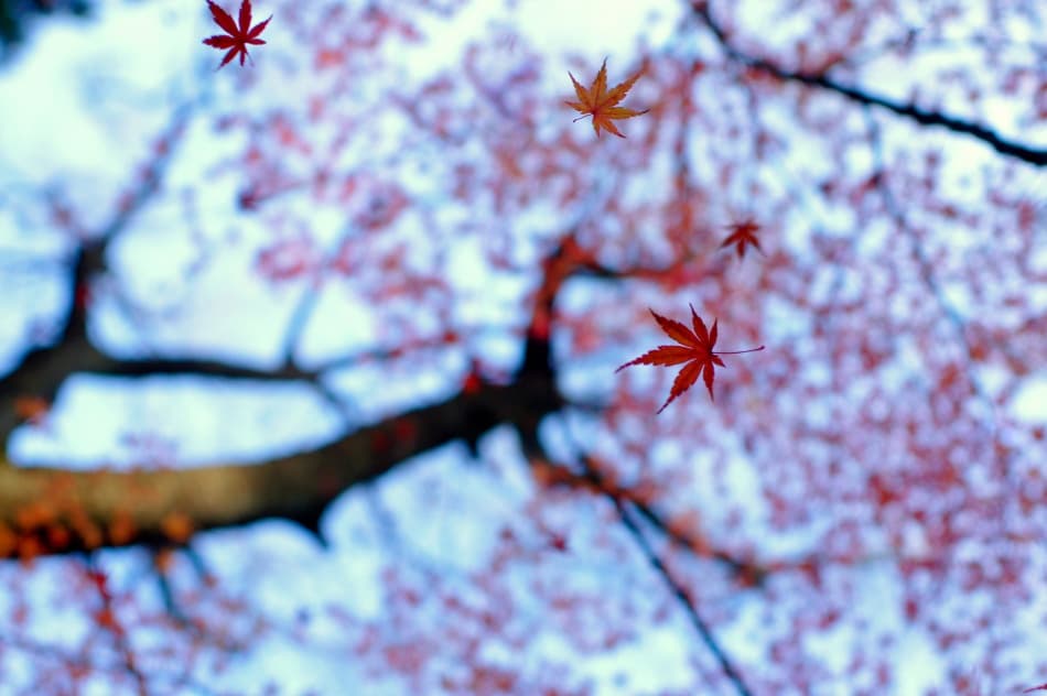 Vibrant Falling Leaves by Kouji Tomihisa — canvas wall art
