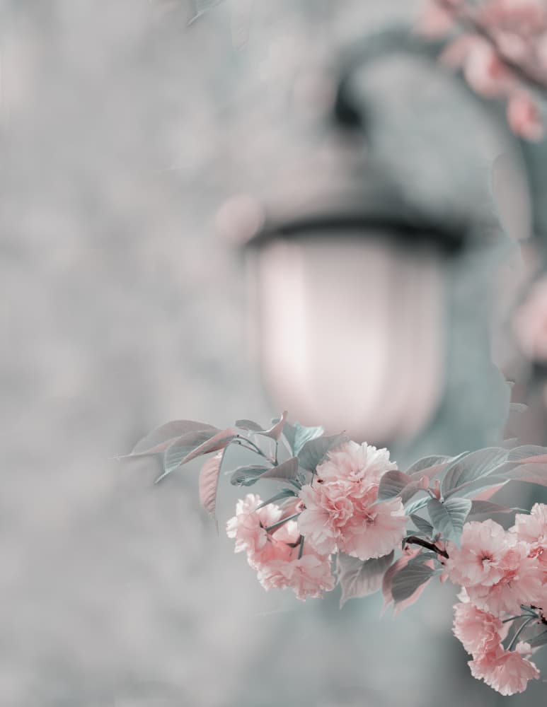 Soft Pink Blossoms by Betty Liu — canvas wall art