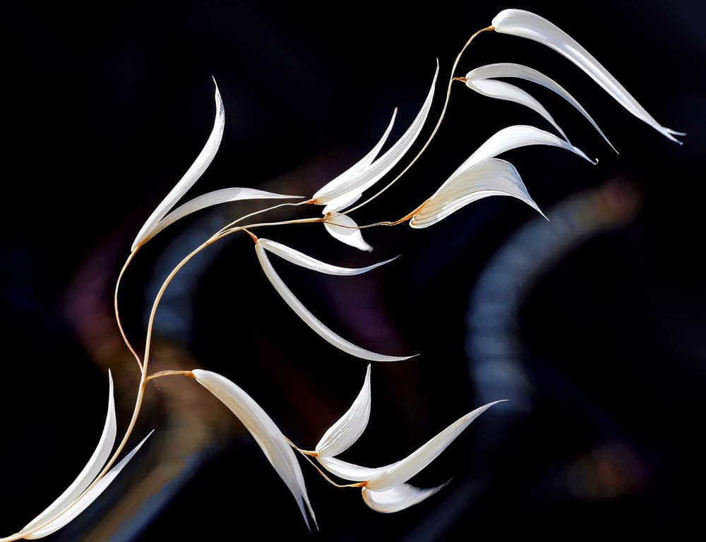 Delicate White Botanicals by Thierry Dufour — canvas wall art