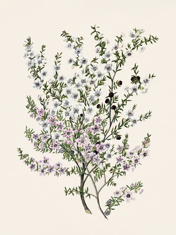 Manuk Drawn By Sarah Featon(1848   1927) by Sarah Featon — canvas wall art